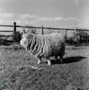 Sheep, Moor Grange, Horsforth, 1960